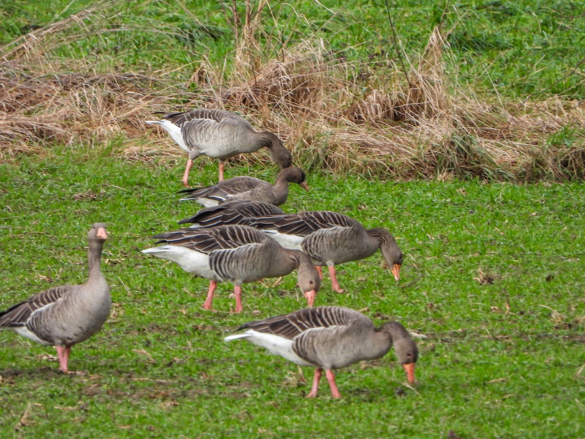 Greater White-fronted Goose - ML612451239