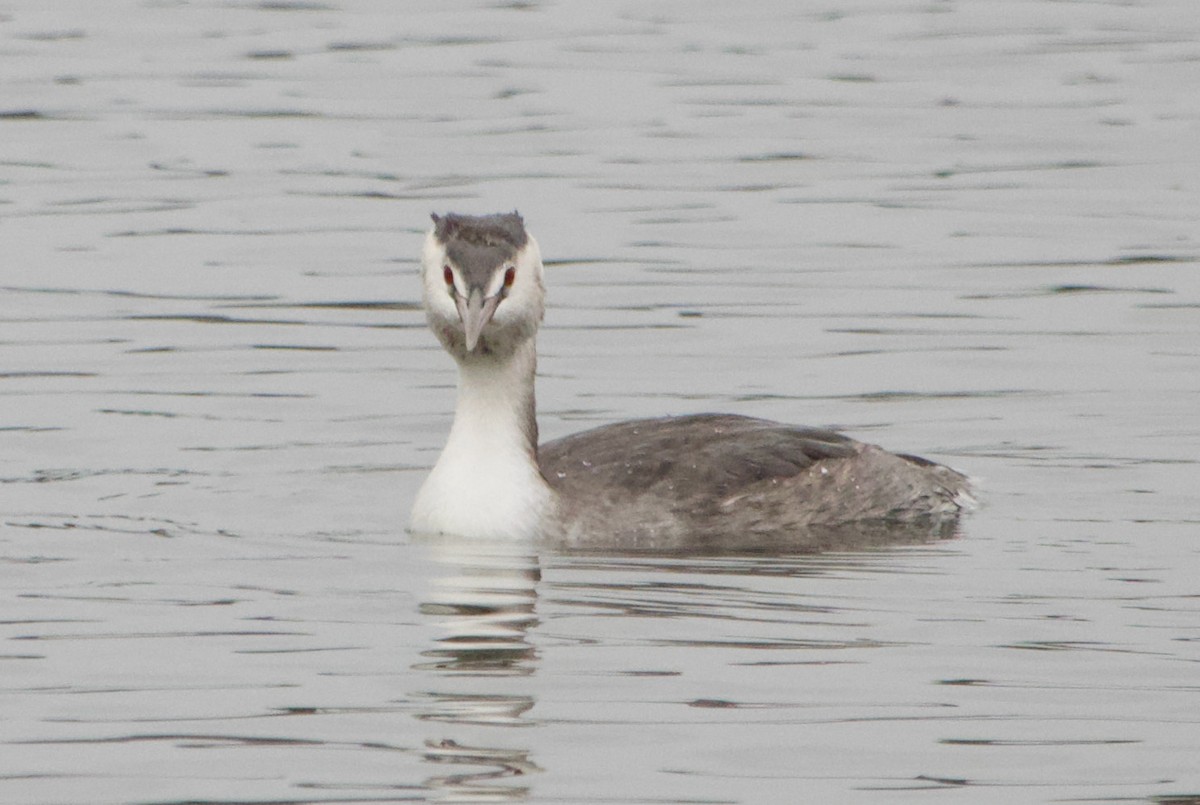 Great Crested Grebe - ML612451297