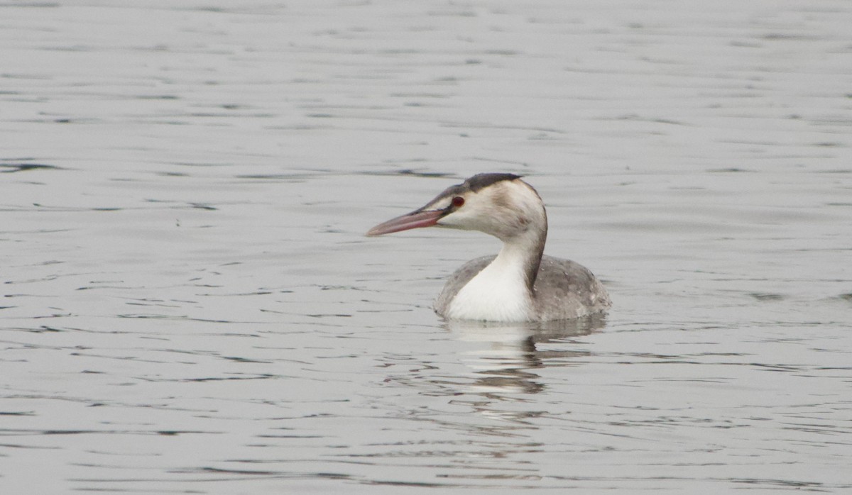 Great Crested Grebe - ML612451298