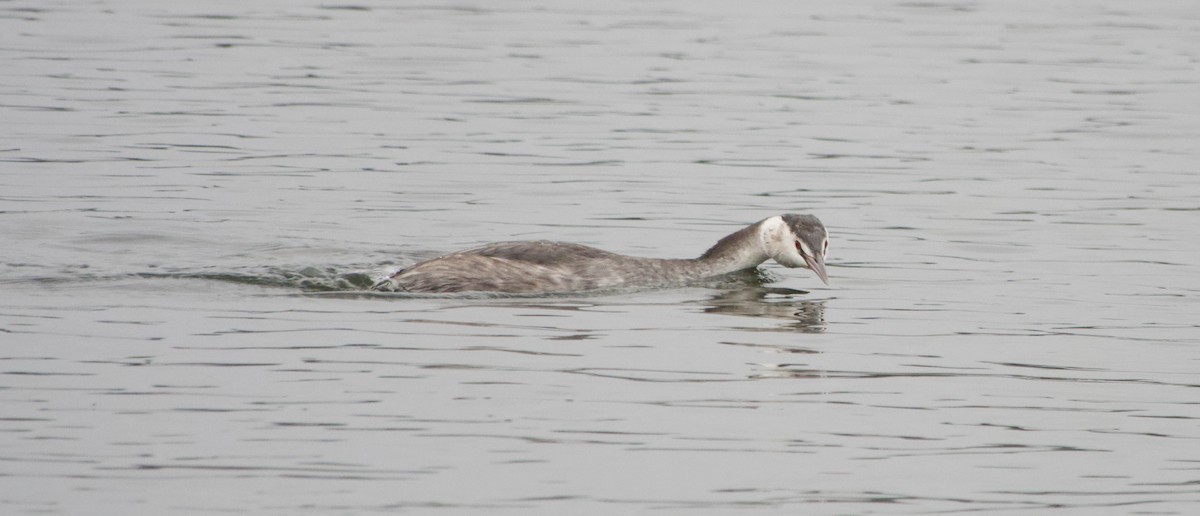 Great Crested Grebe - ML612451299