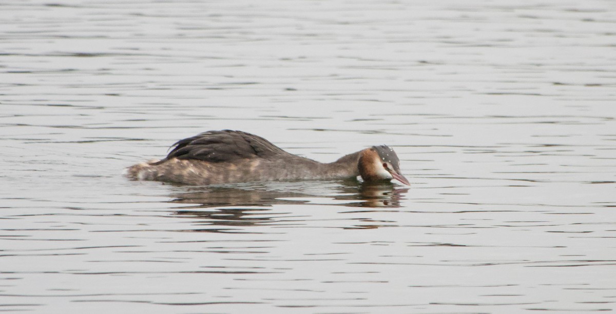 Great Crested Grebe - ML612451300