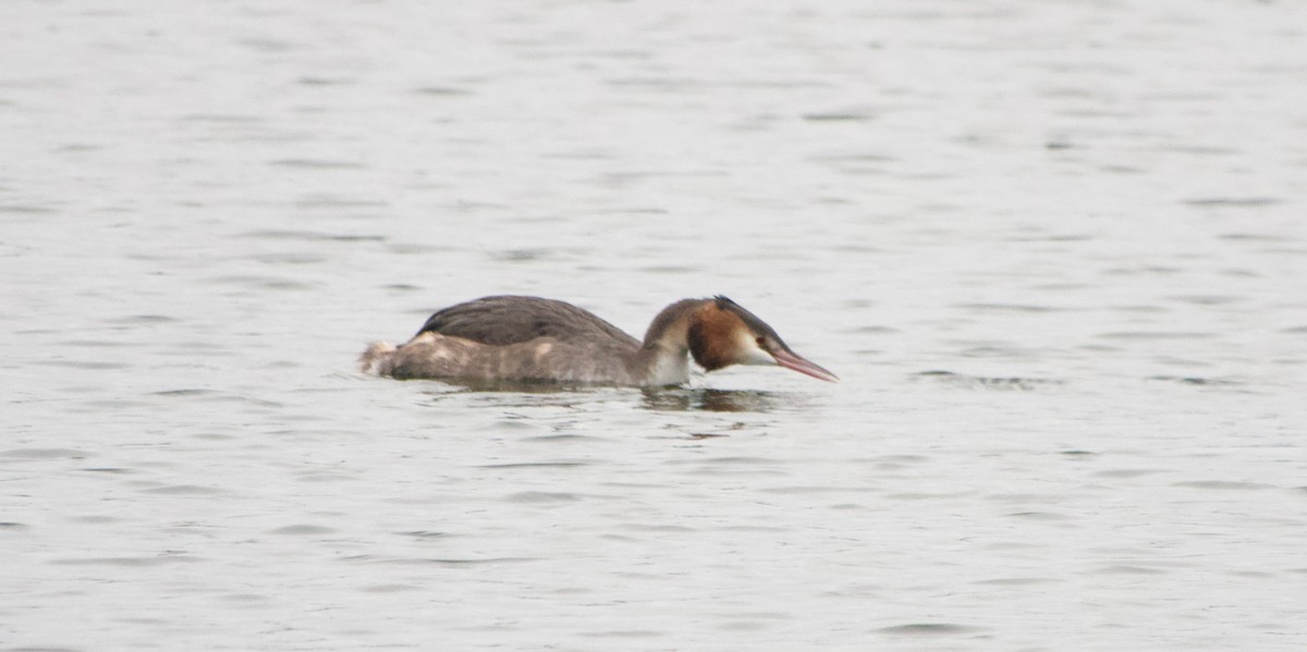 Great Crested Grebe - ML612451302