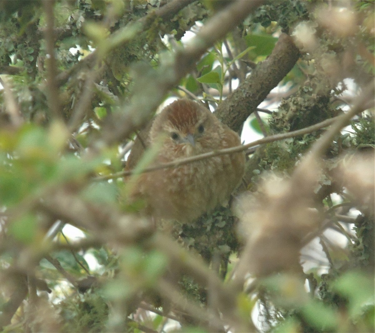 Spot-breasted Thornbird - Oliver Kohler