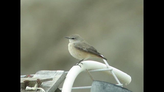 Persian Wheatear - ML612451334