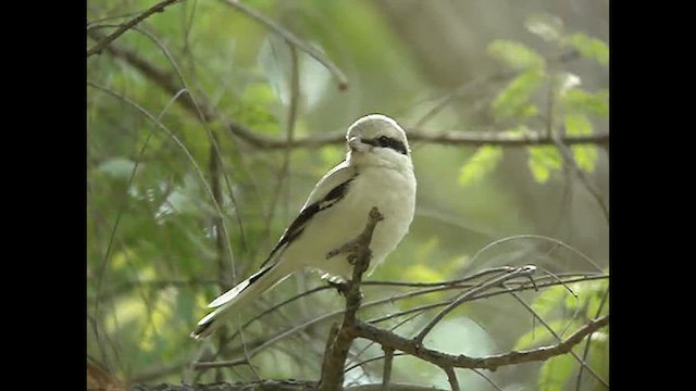 Pie-grièche grise (pallidirostris) - ML612451430