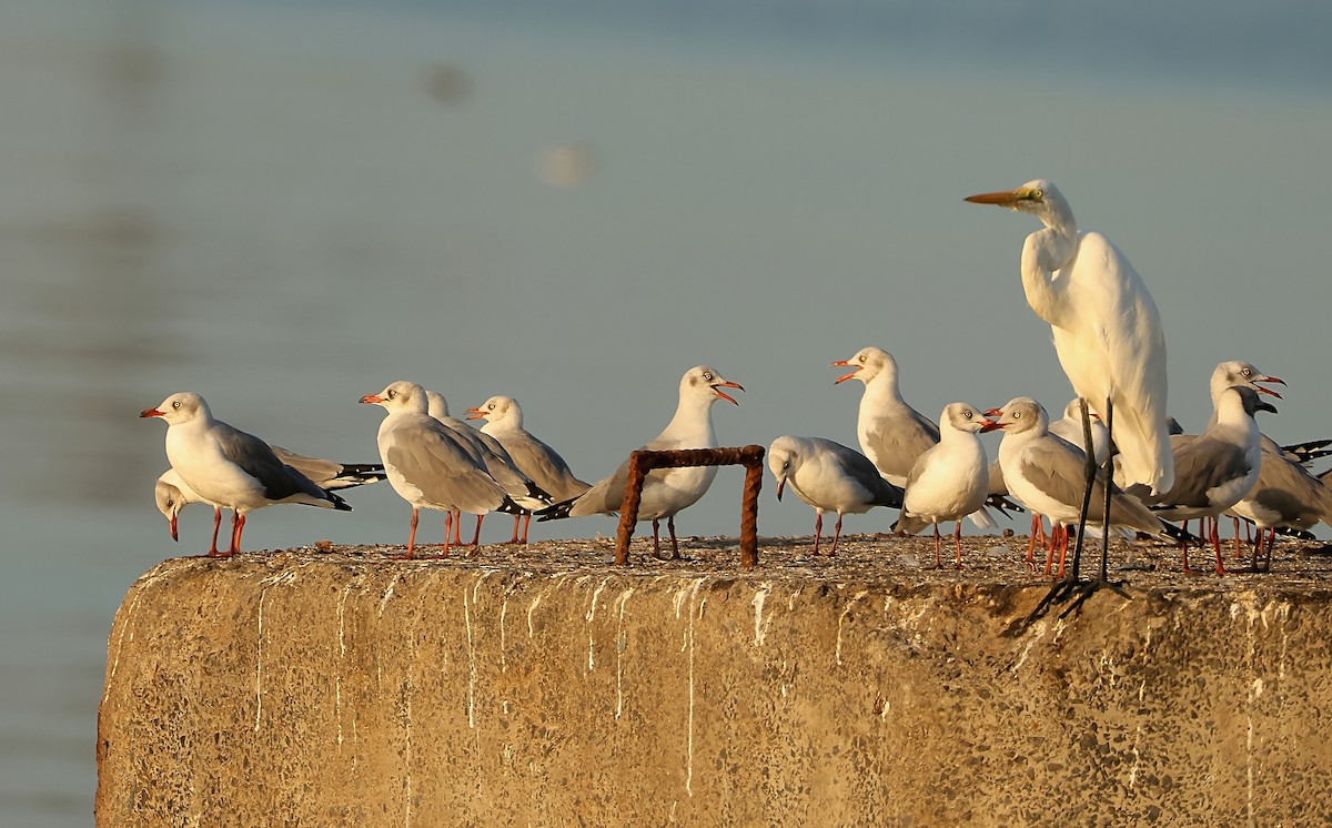 Gray-hooded Gull - ML612451631
