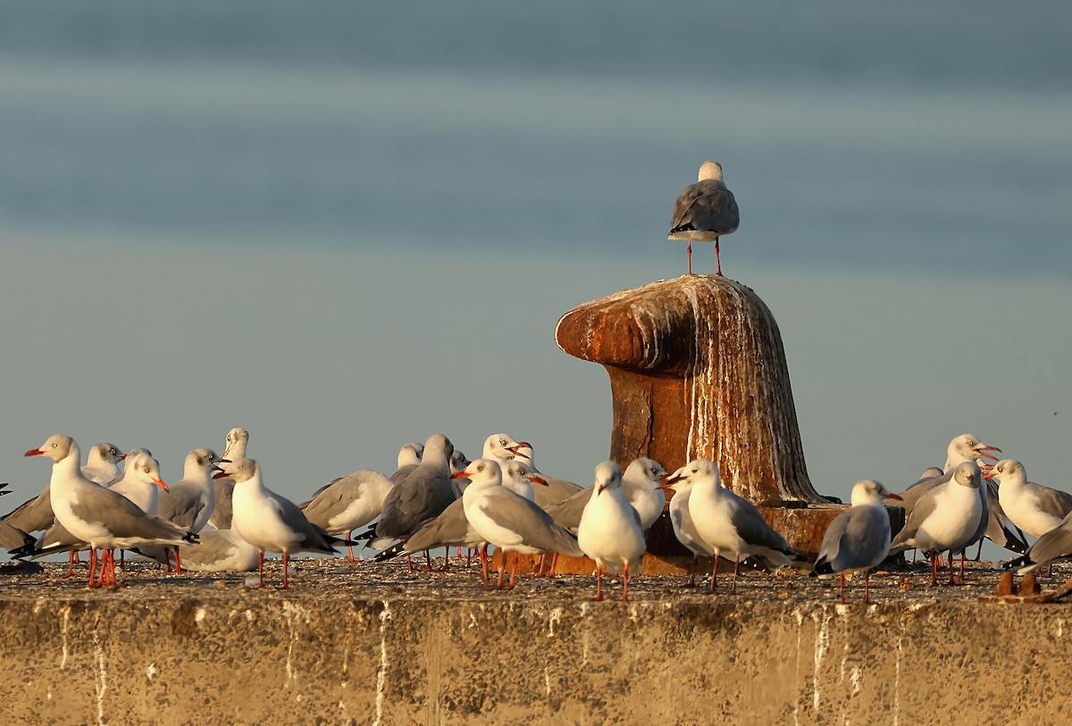 Gray-hooded Gull - ML612451632