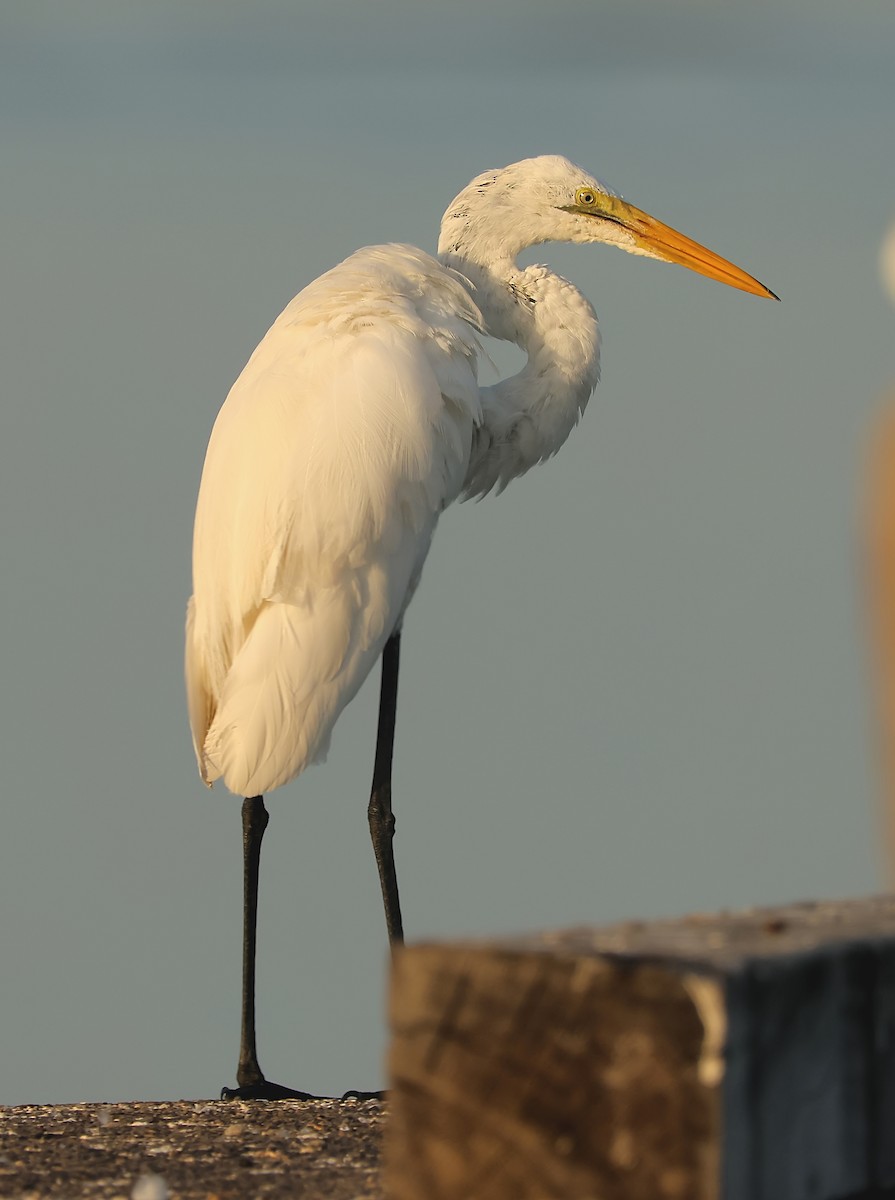 Great Egret (African) - ML612451635