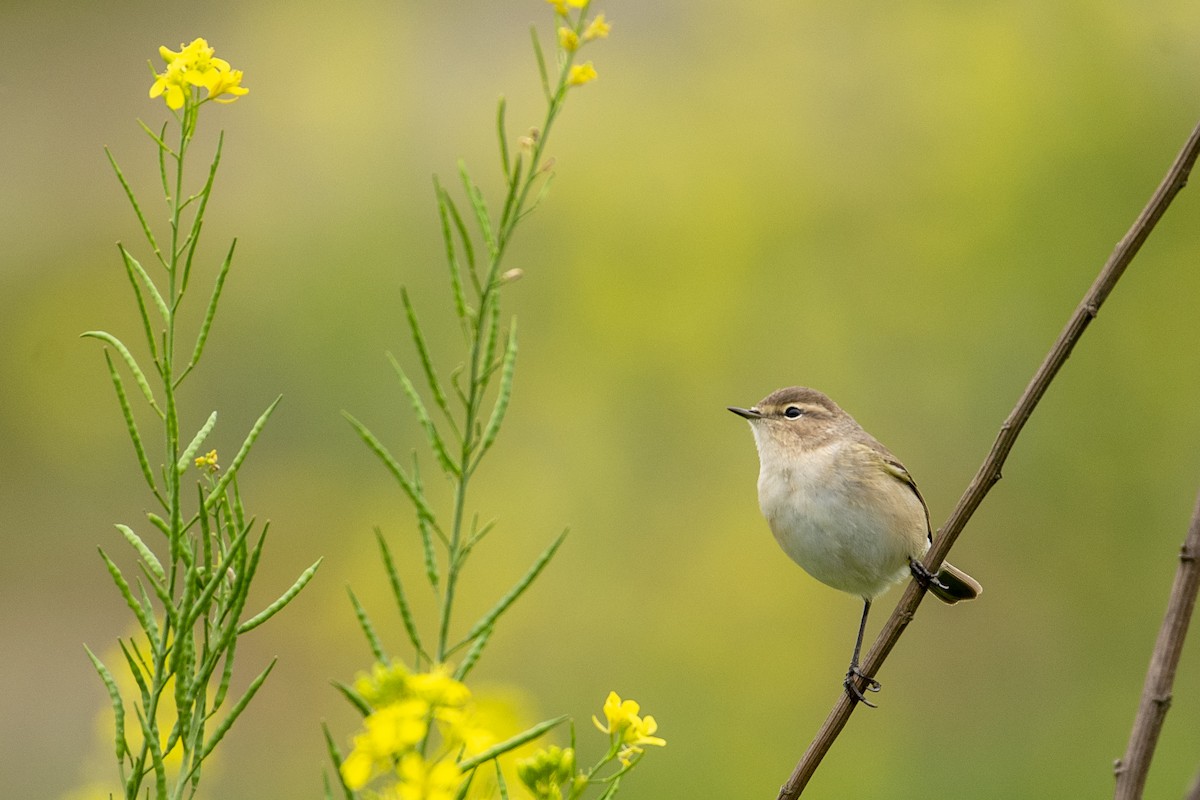 Mosquitero Común - ML612451651