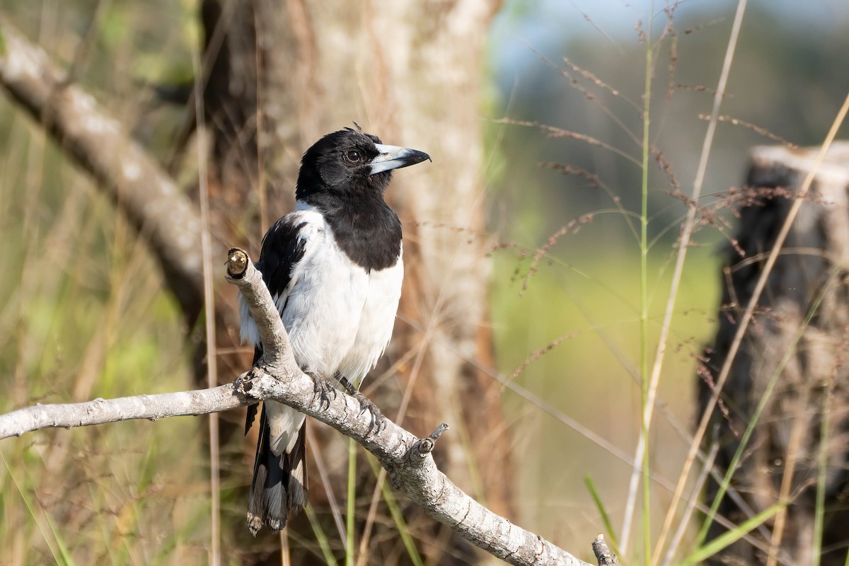 Pied Butcherbird - ML612451757