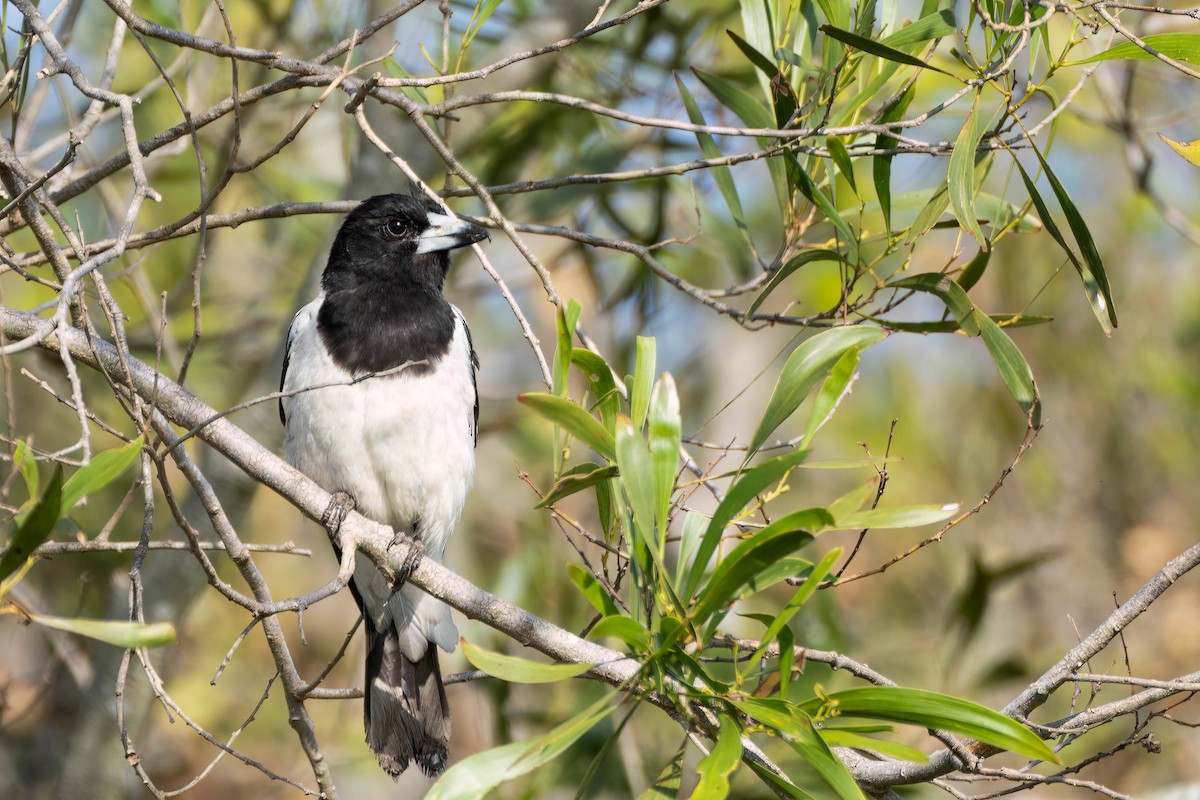 Pied Butcherbird - ML612451758