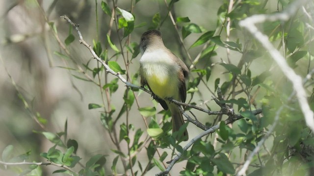 Dusky-capped Flycatcher - ML612451763