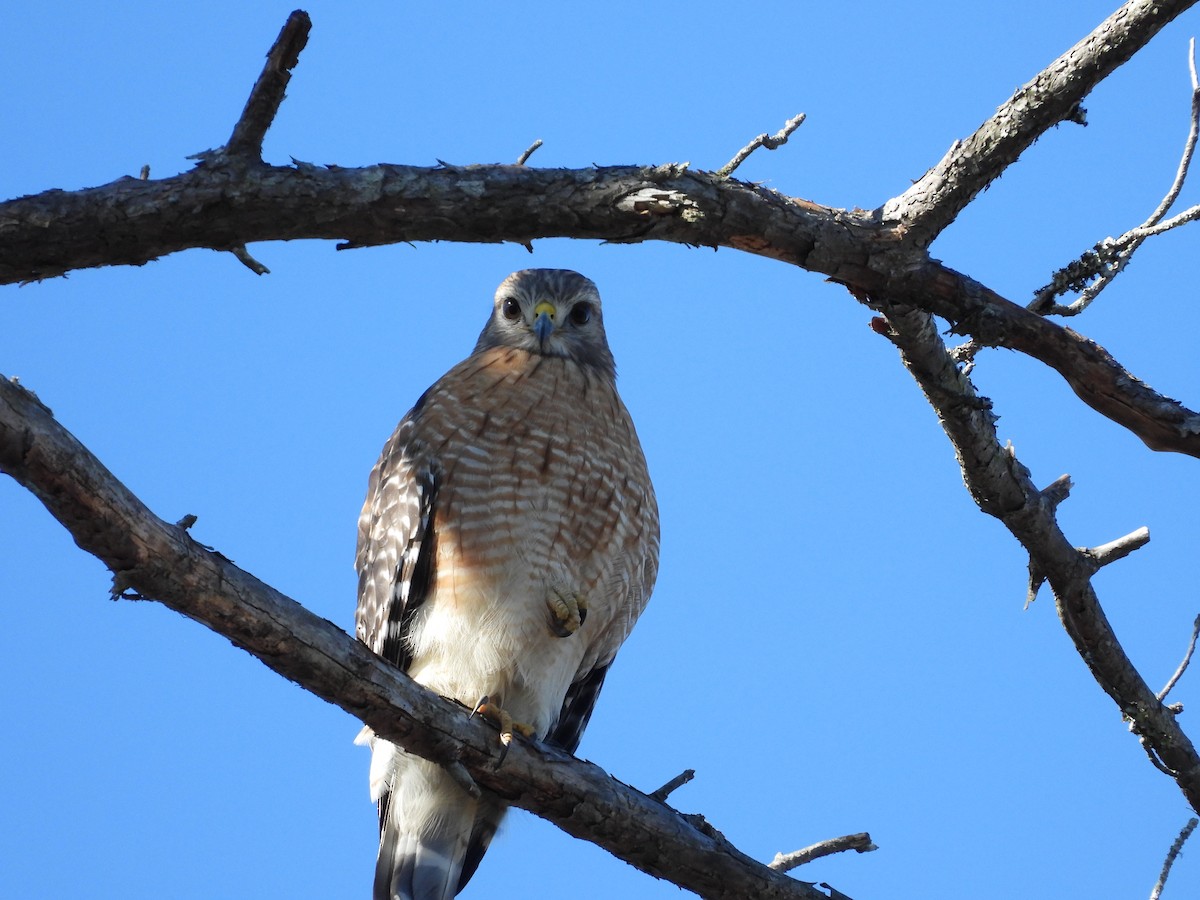 Red-shouldered Hawk - ML612451916