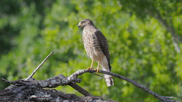Roadside Hawk - ML612451917