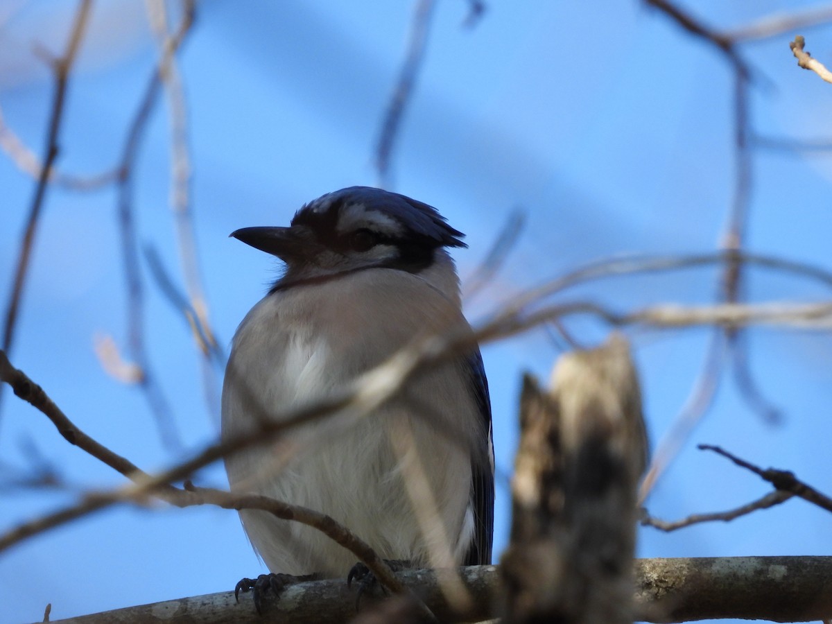 Blue Jay - ML612451921