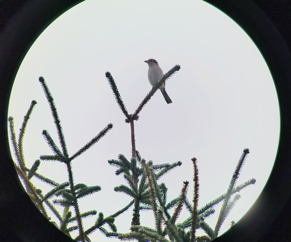 Northern Shrike - Detlef Buettner