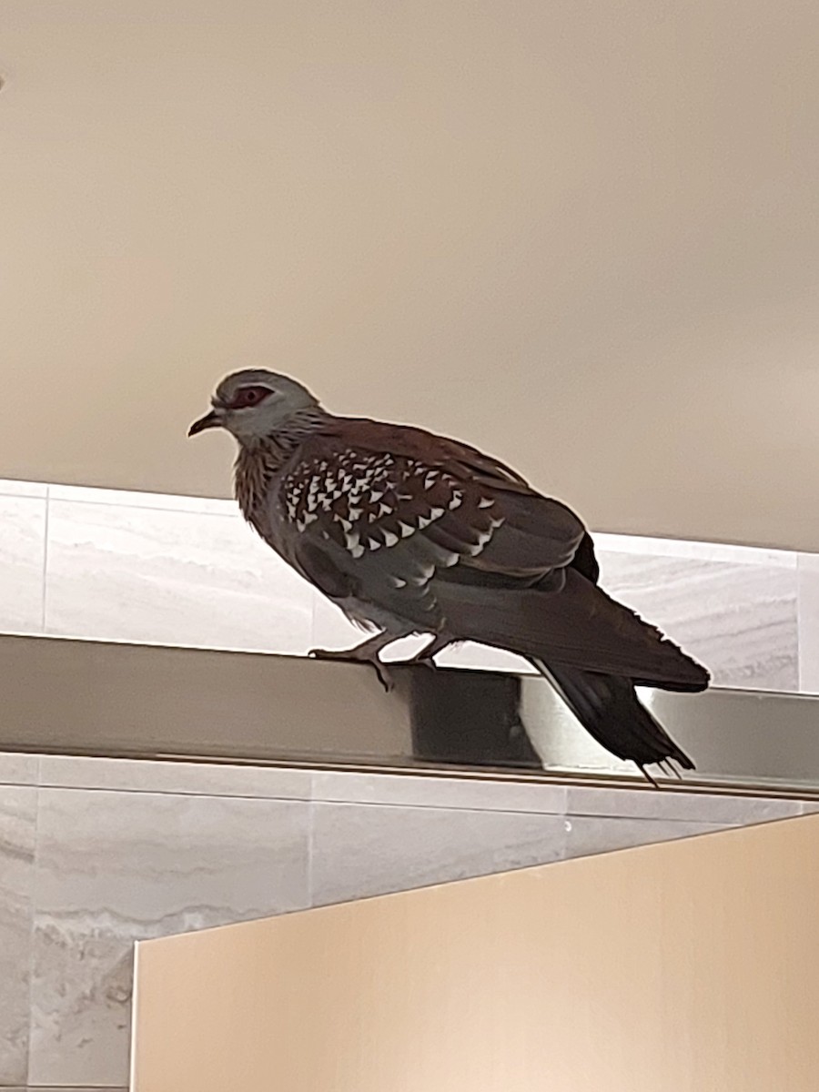 Speckled Pigeon - ML612452044