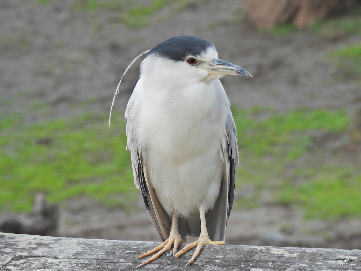 Black-crowned Night Heron - ML612452054