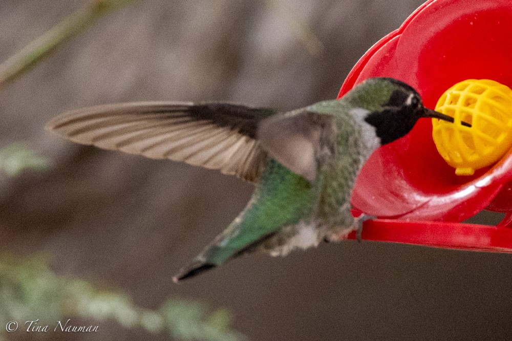 Colibrí de Anna - ML612452084