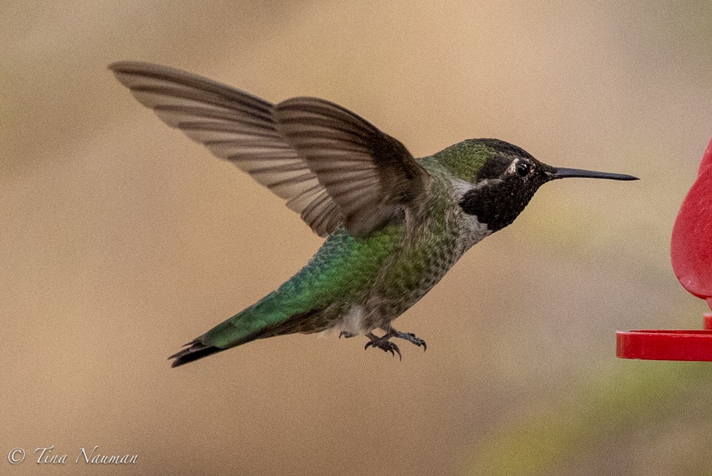 Anna's Hummingbird - ML612452088