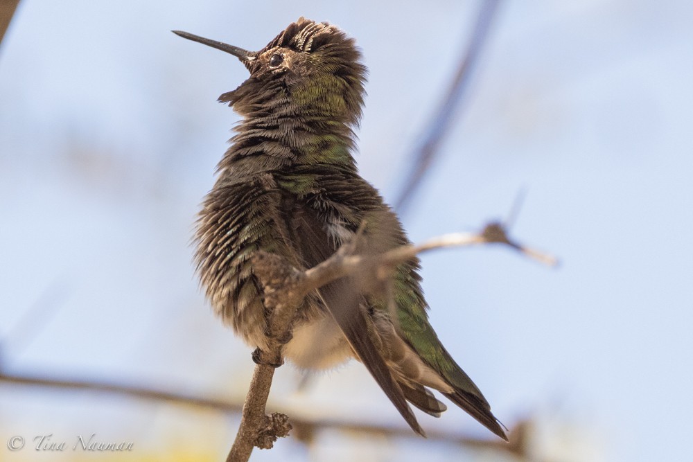 Anna's Hummingbird - Tina Nauman