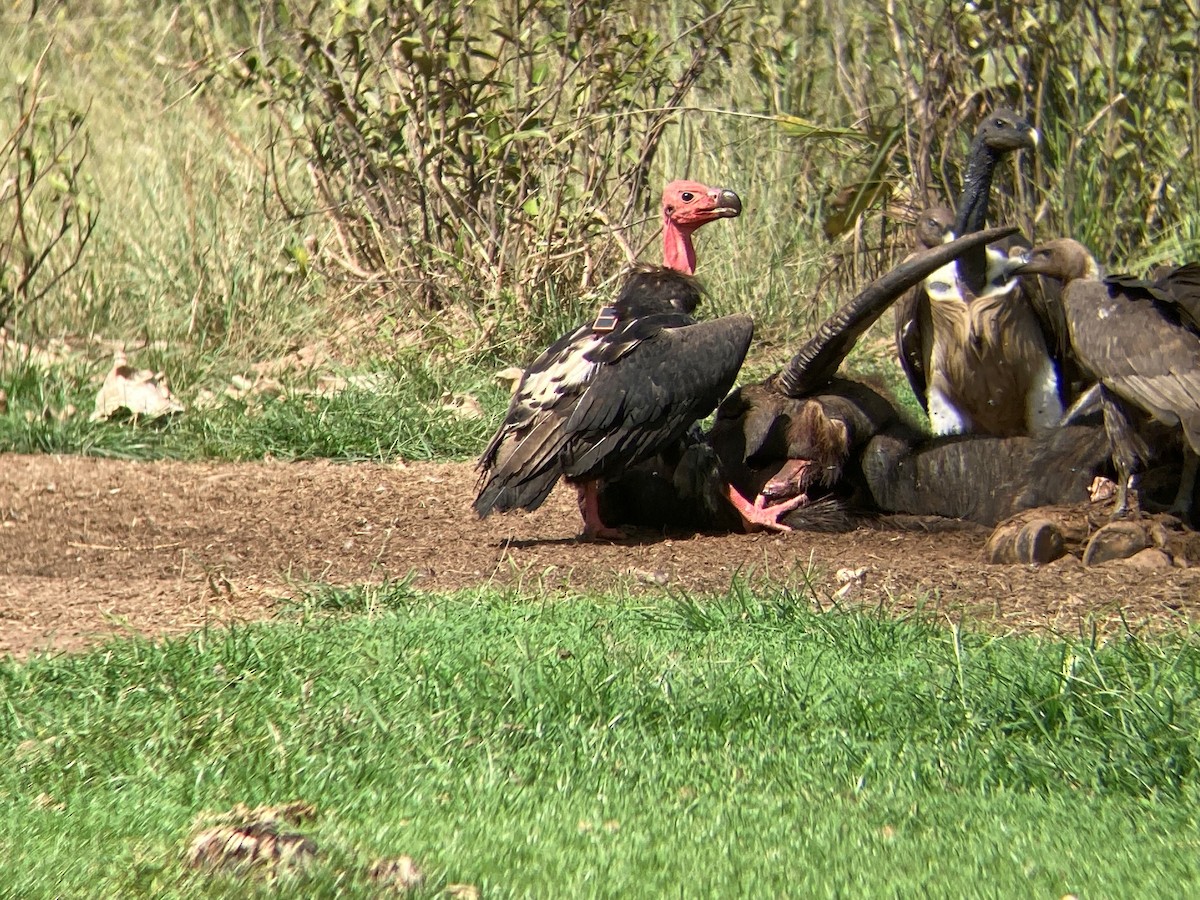 Red-headed Vulture - ML612452110