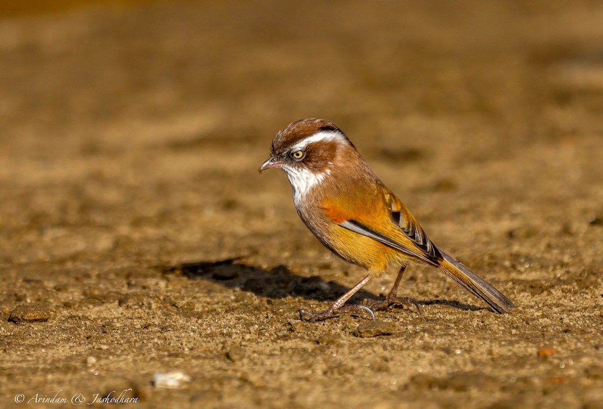 White-browed Fulvetta - Arindam Bakshi