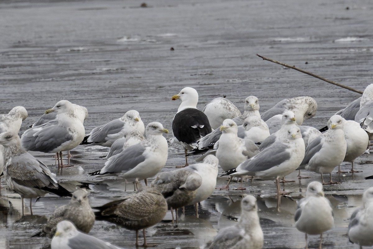 Great Black-backed Gull - ML612452157