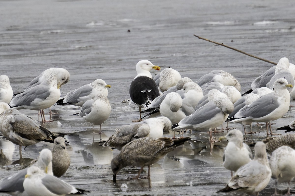 Great Black-backed Gull - ML612452158