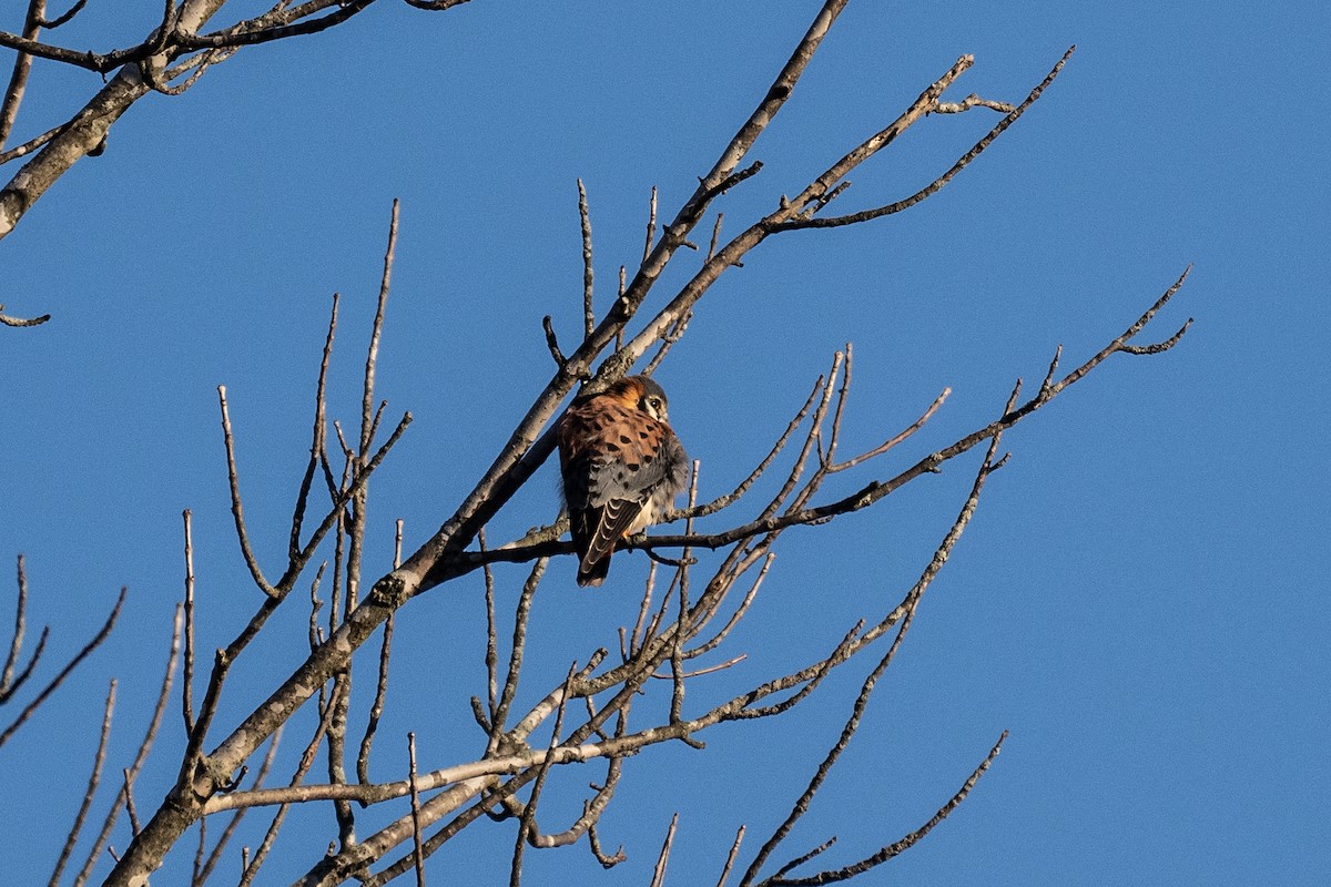 American Kestrel - ML612452188