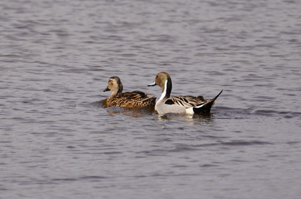 Northern Pintail - ML612452233