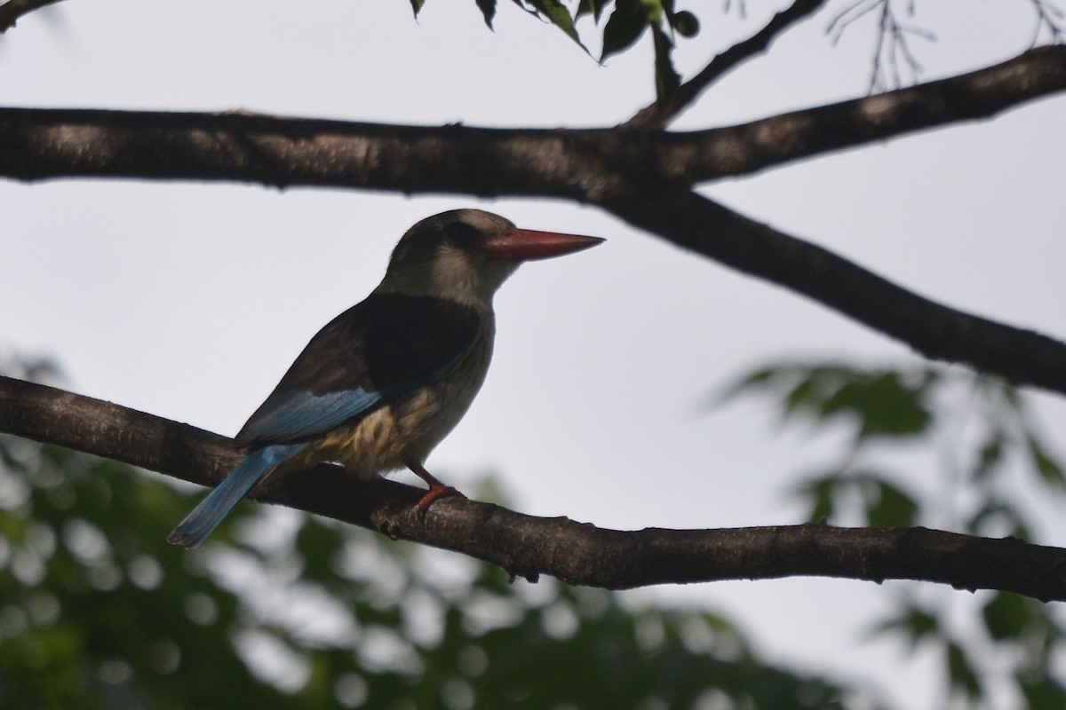 Brown-hooded Kingfisher - ML612452305