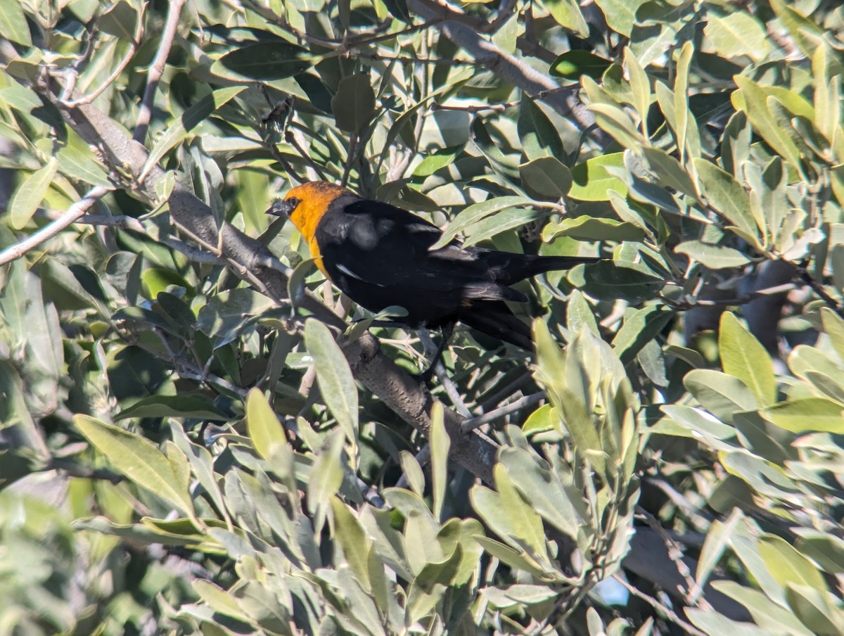 Yellow-headed Blackbird - ML612452310