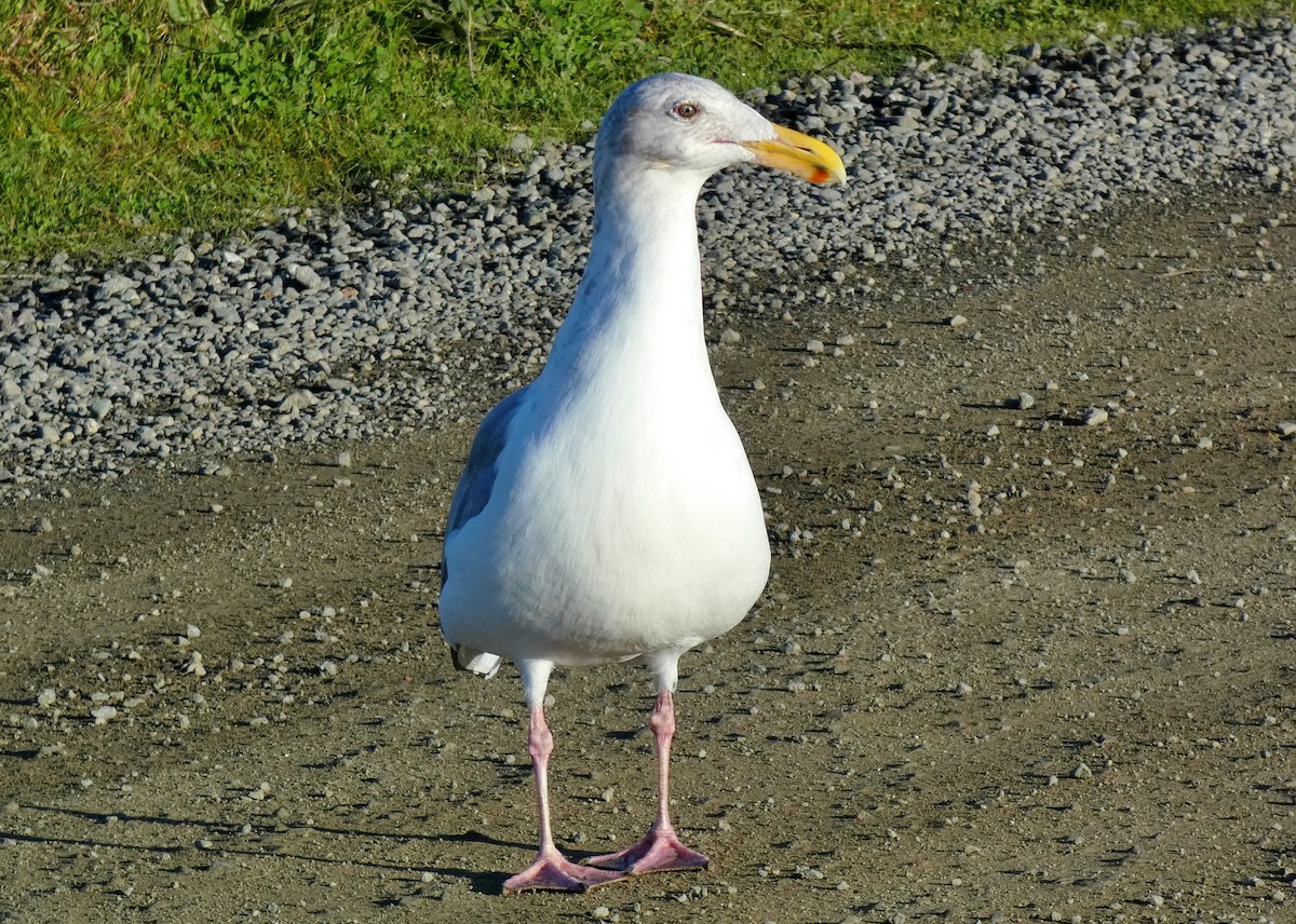 Gaviota Argéntea - ML612452336