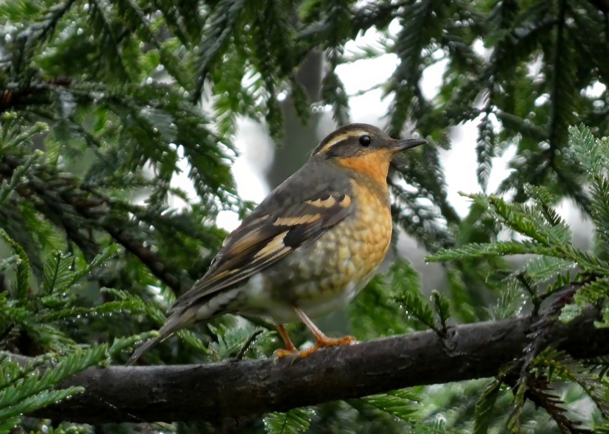 Varied Thrush - David Assmann