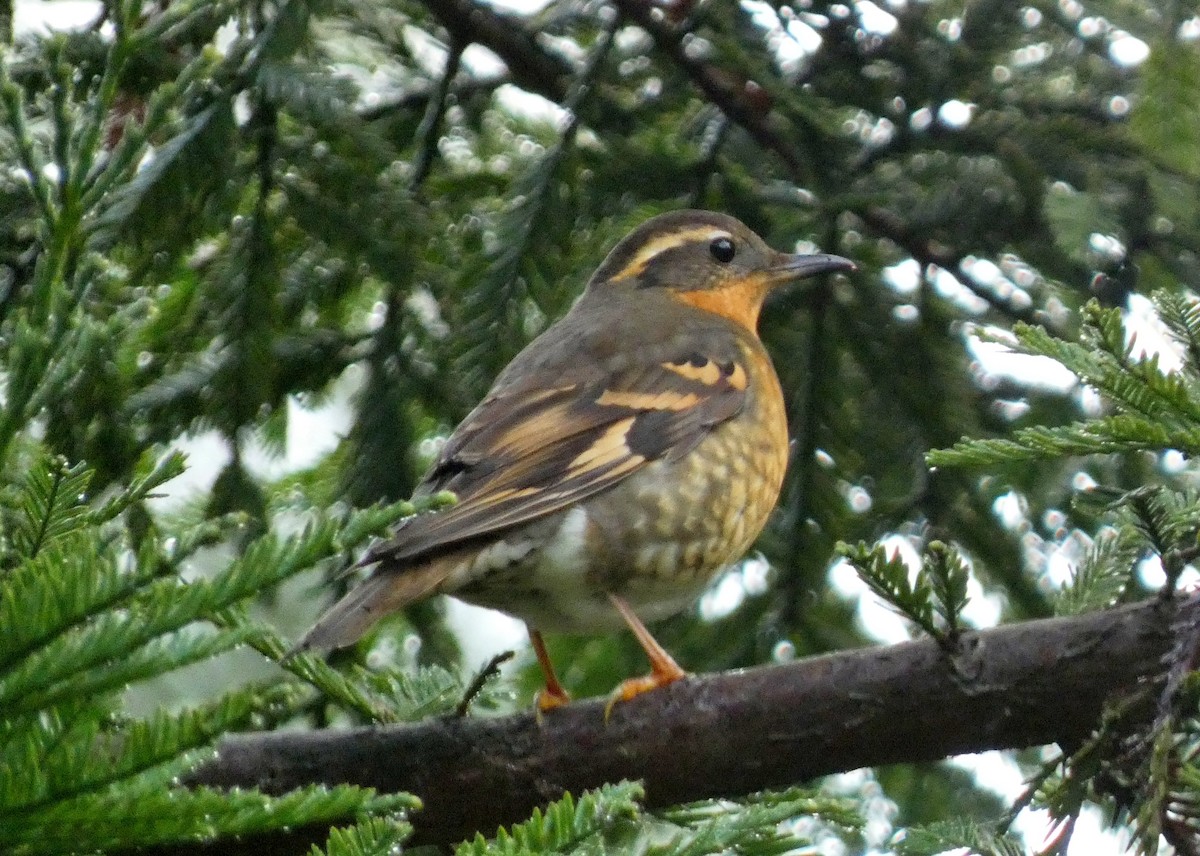 Varied Thrush - ML612452350