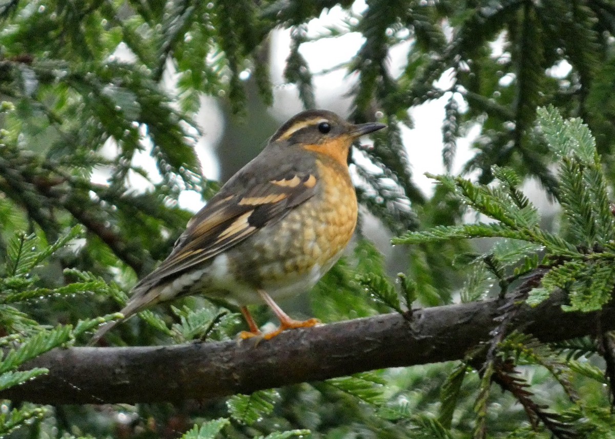 Varied Thrush - ML612452351