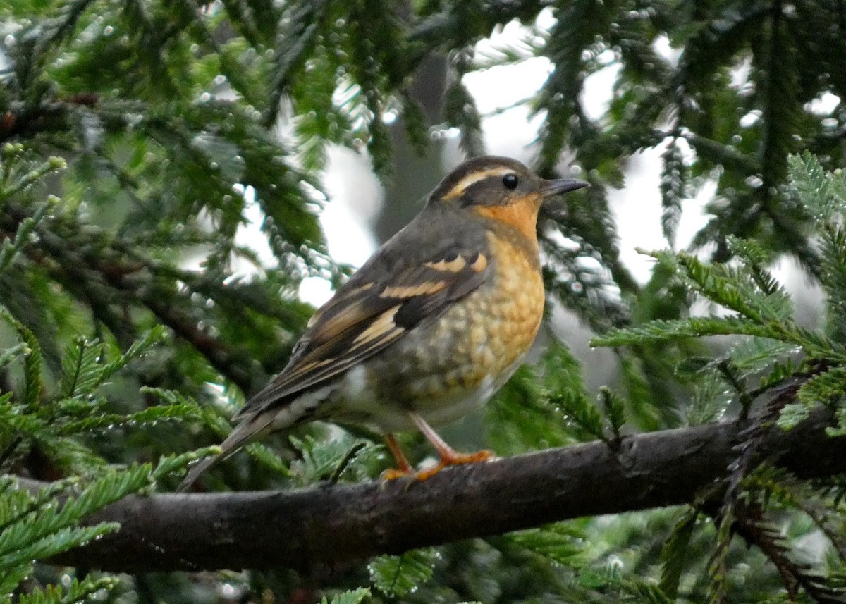 Varied Thrush - David Assmann