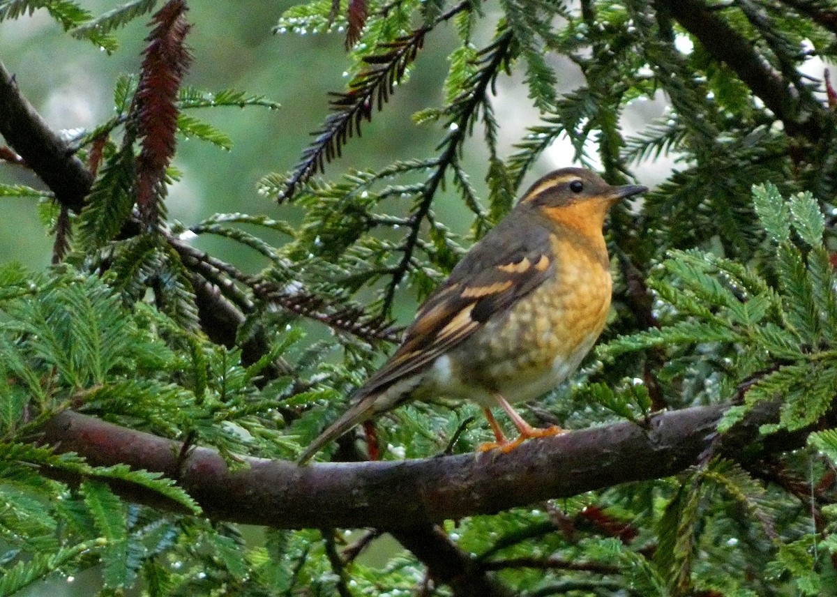 Varied Thrush - David Assmann