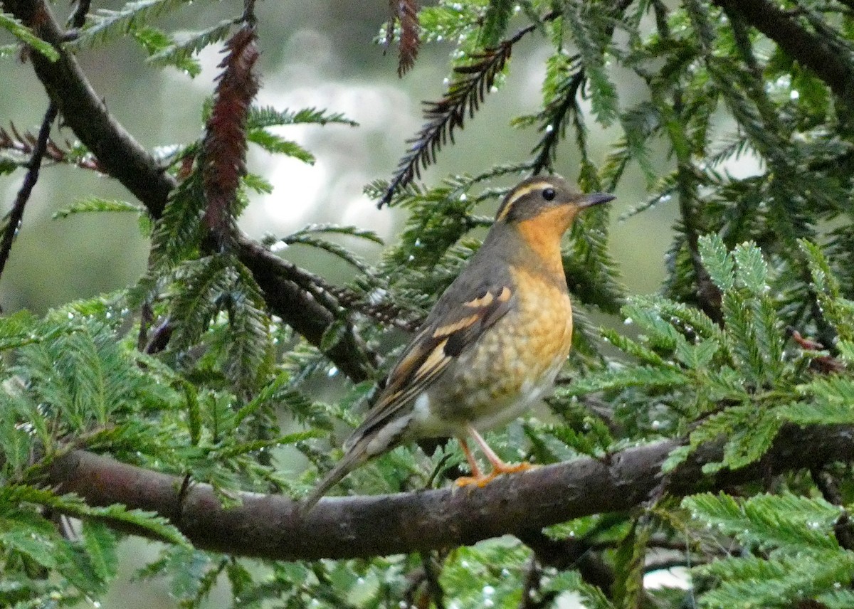 Varied Thrush - ML612452354