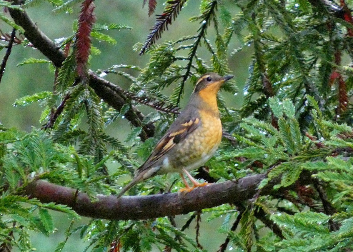 Varied Thrush - David Assmann