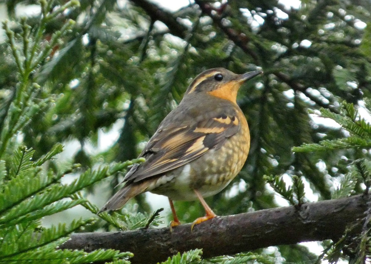 Varied Thrush - ML612452356