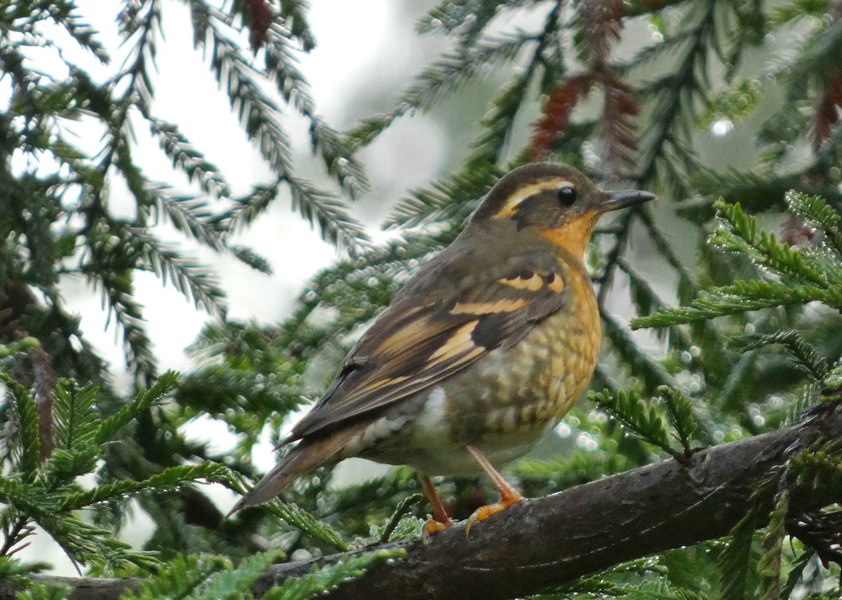 Varied Thrush - ML612452357