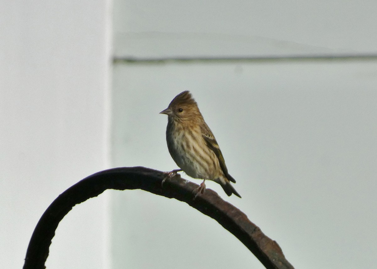 Pine Siskin - David Assmann