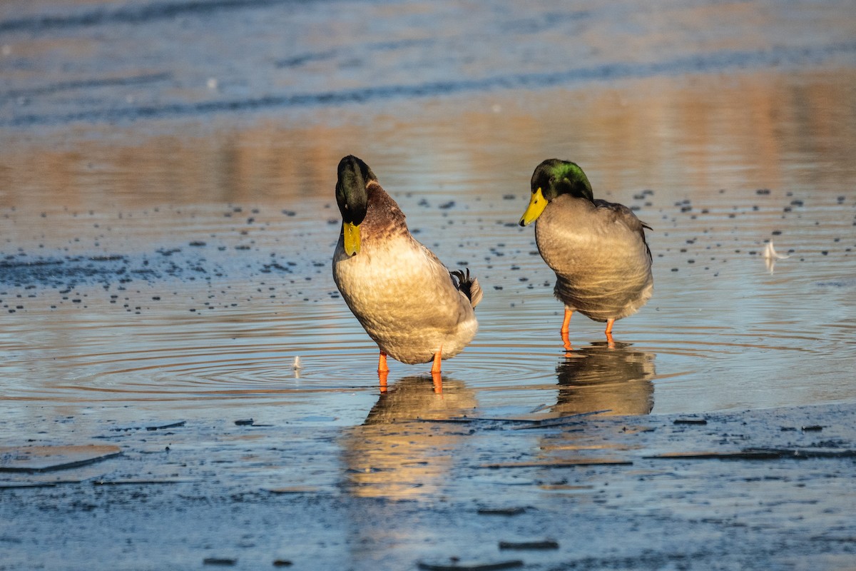 Canard colvert (forme domestique) - ML612452383