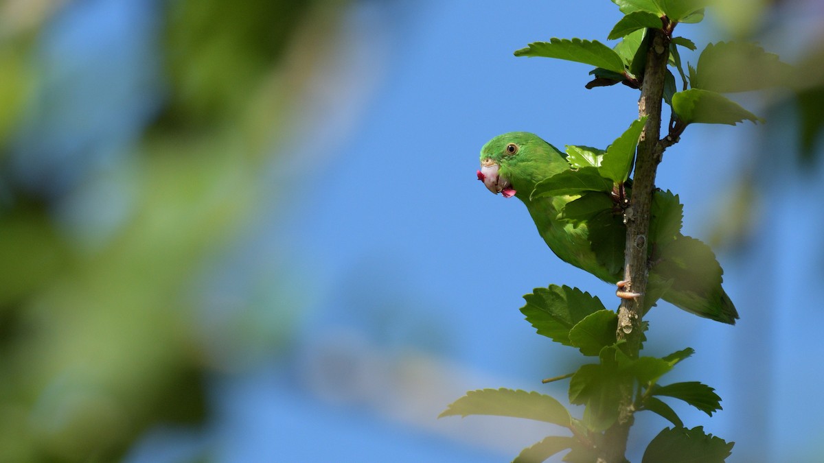 Riparian Parrotlet - Miguel Aguilar @birdnomad