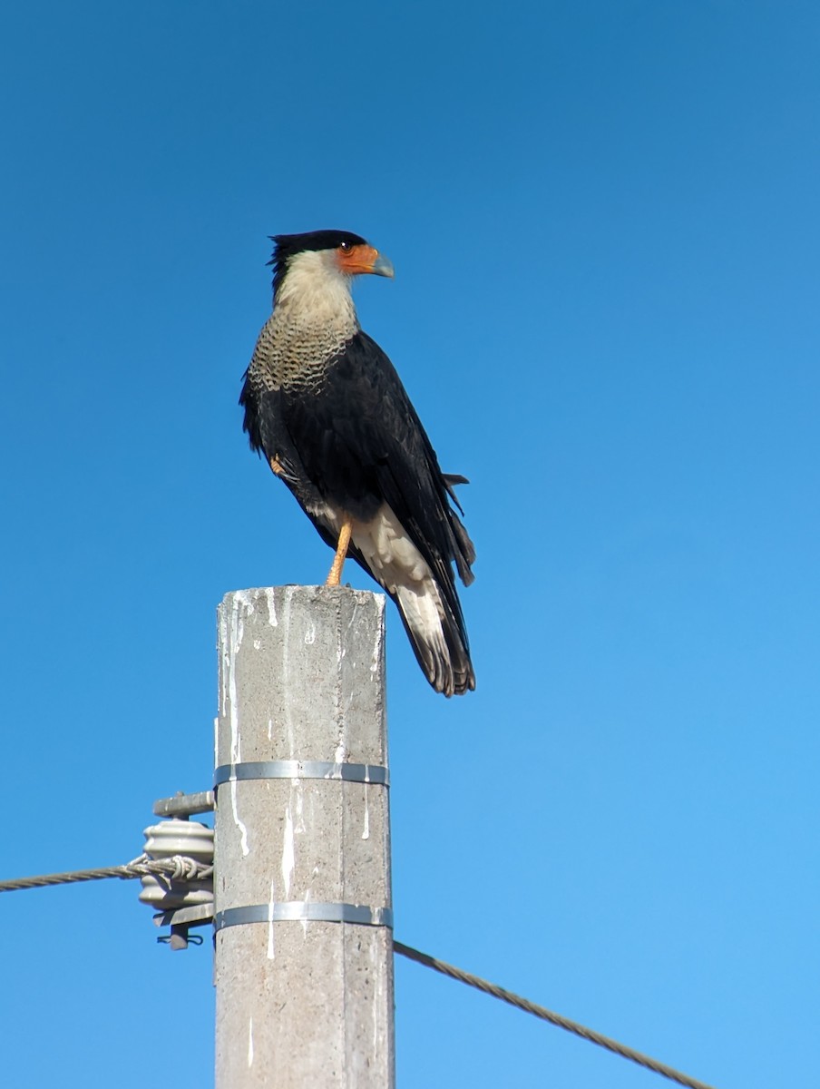 Crested Caracara - Carlos Gonzalez