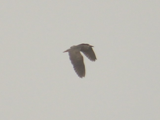 Black-crowned Night Heron - ML612452814