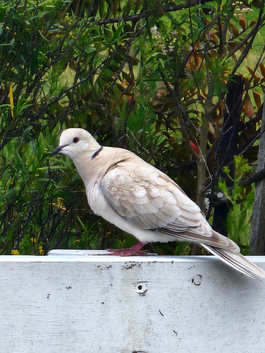 African Collared-Dove - Chris Mortensen