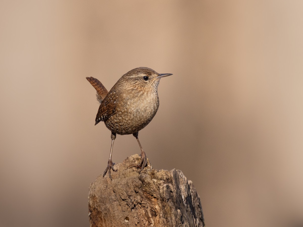 Winter Wren — photo by Andy Wilson, Macaulay Library ML612452961